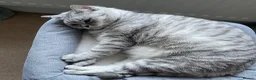 British Shorthair cats for sale: Loving home for GCCF reg BSH neuter girl  - Advert 3