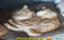 Kurilian Bobtail cats for sale: Cute purebreed Kurilian bobtail kitten available  - Image 12