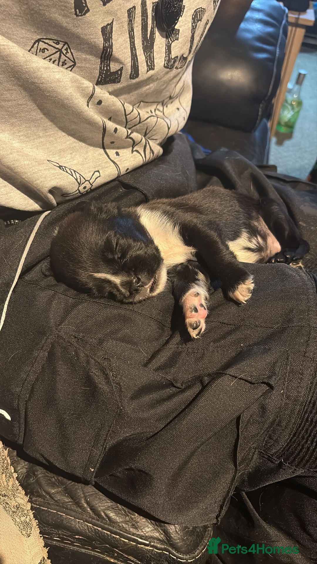 Mixed Breed dogs for sale: Two beautiful labox puppies in Queenborough - Advert 13