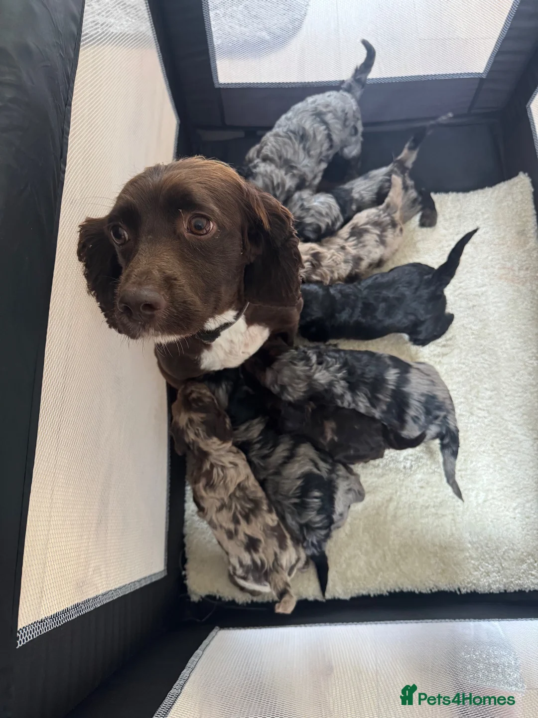 Cockapoo dogs for sale: F1 miniature cockapoos - Advert 2