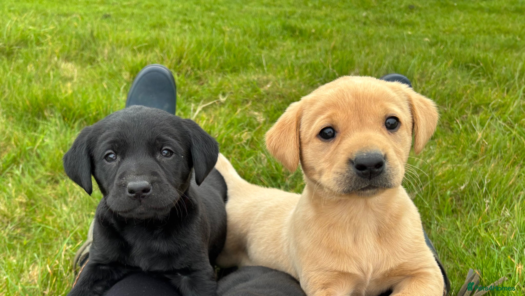 Labrador Retriever dogs 4 Labrador Puppies - DRAKESHEAD - Advert 1