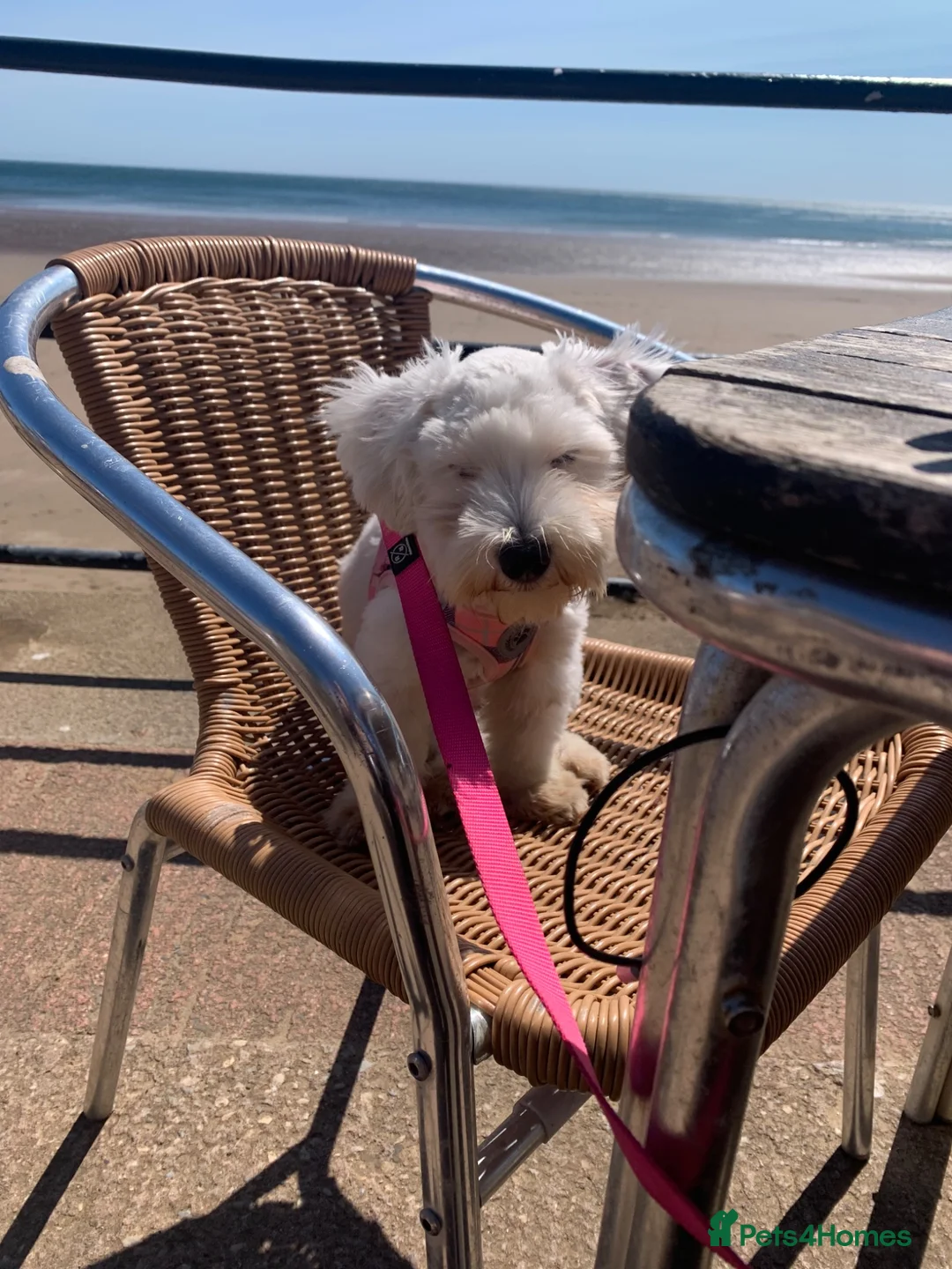 Havanese dogs for sale: Havanese Female in Leeds - Advert 1