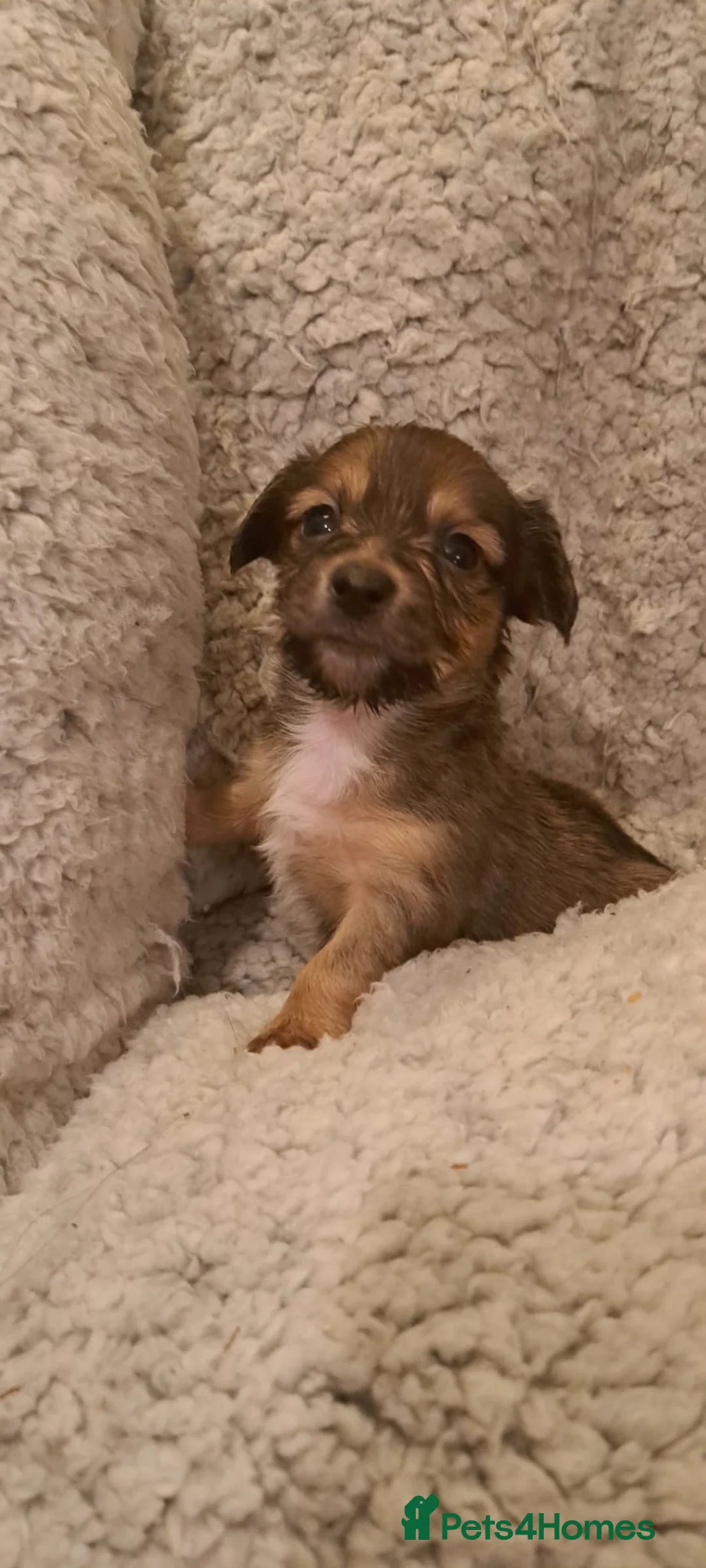 Mixed Breed dogs for sale: Jack-chi x dachshund puppies in Halkirk - Advert 2