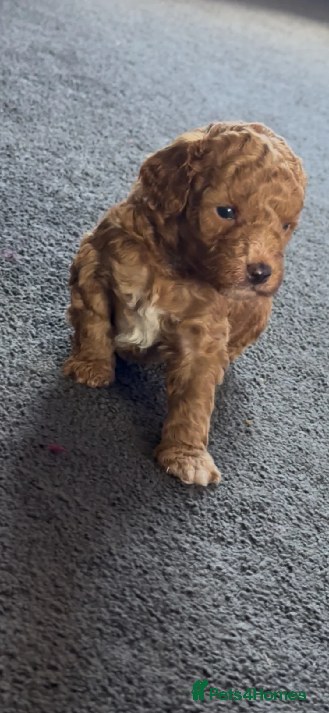 Miniature Poodle dogs for sale: Miniature poodle puppies  - Advert 1