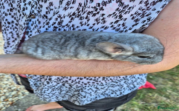 Chinchilla rodents - Advert 4