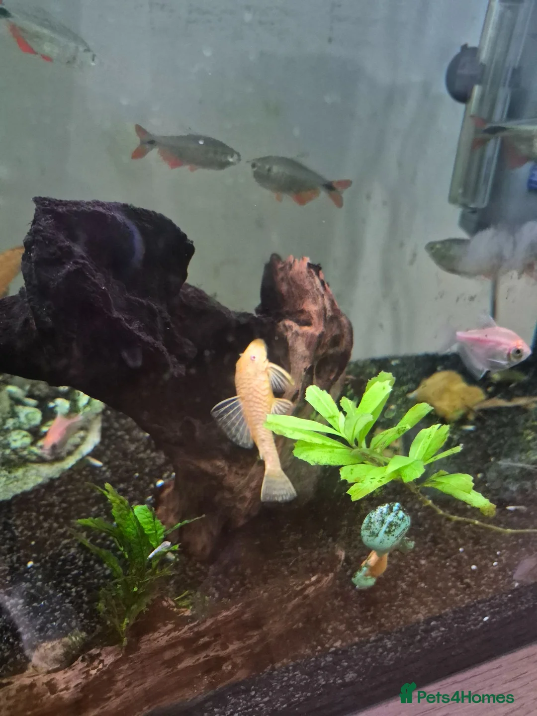 Other/Mixed Breed fish for sale: Fish tank and Fish free to a good home in Whyteleafe - Advert 2