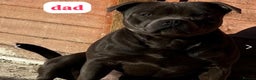 Staffordshire Bull Terrier dogs for sale: ✨🥰🐶 KC Registered Staffordshire Bull Terrier  🐾 - Advert 4