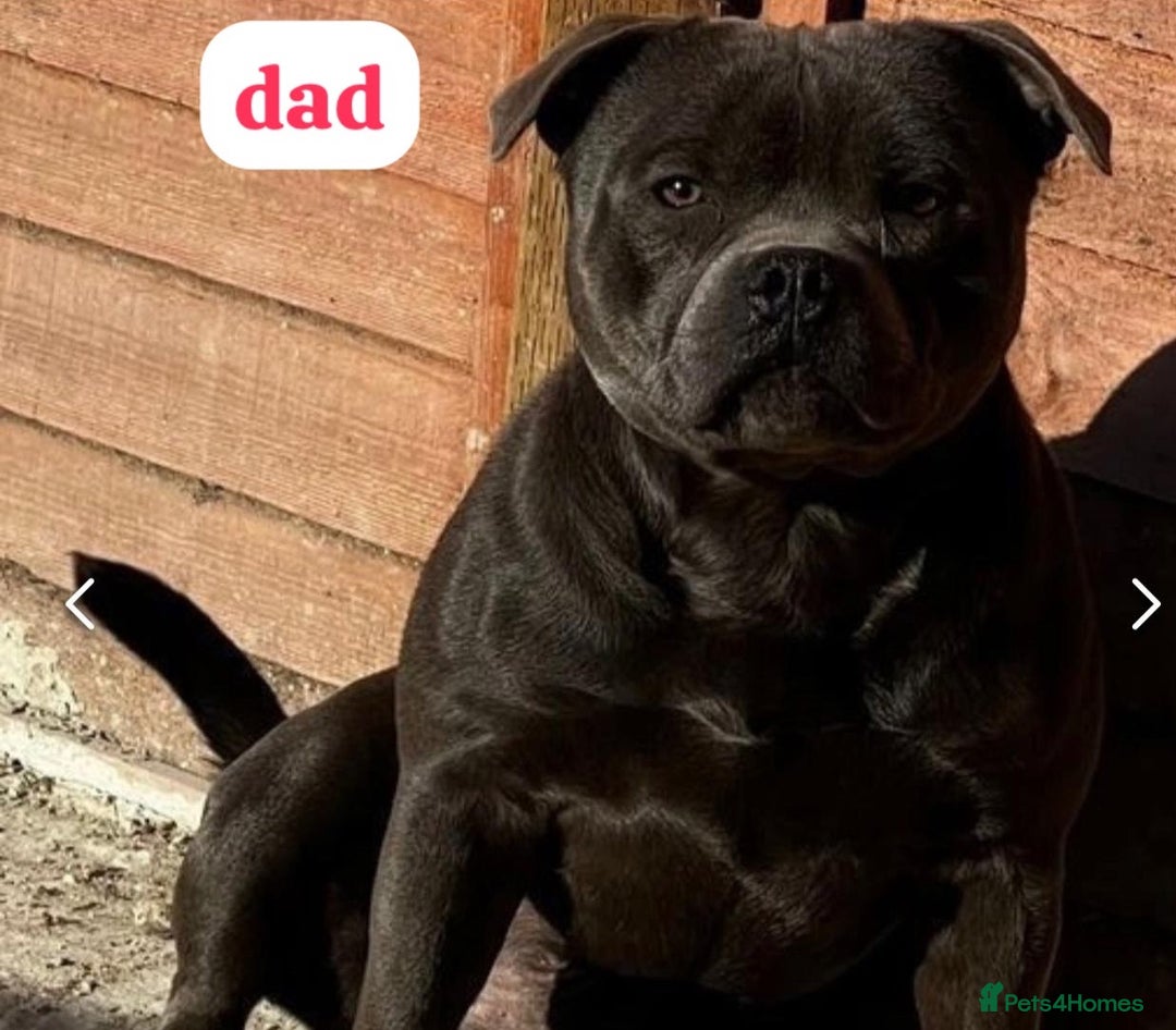 Staffordshire Bull Terrier dogs for sale: ✨🥰🐶 KC Registered Staffordshire Bull Terrier  🐾 - Advert 4