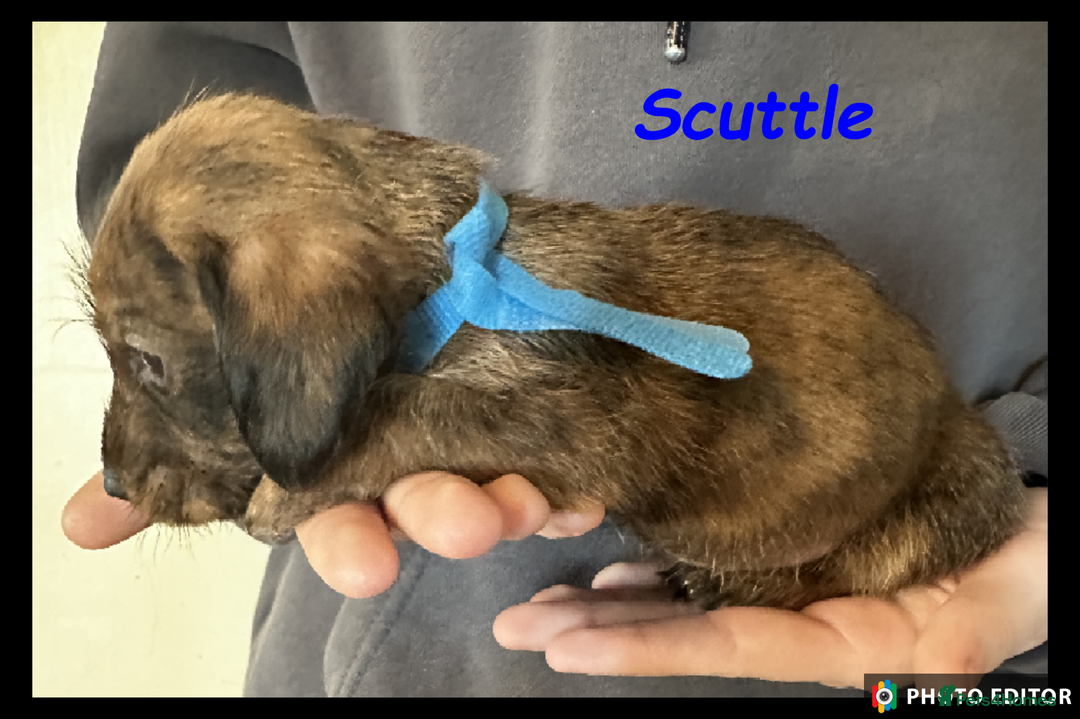 Dachshund dogs for sale: Beautiful Dachshunds ❤️❤️ - Advert 18