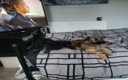 Pomapoo dogs for sale: Mother and daughter for sale  - Image 3