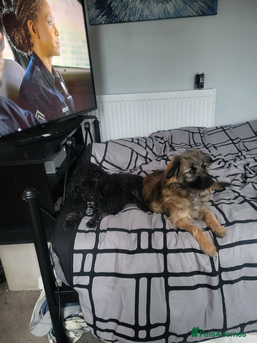 Pomapoo dogs for sale: Mother and daughter for sale  - Image 3