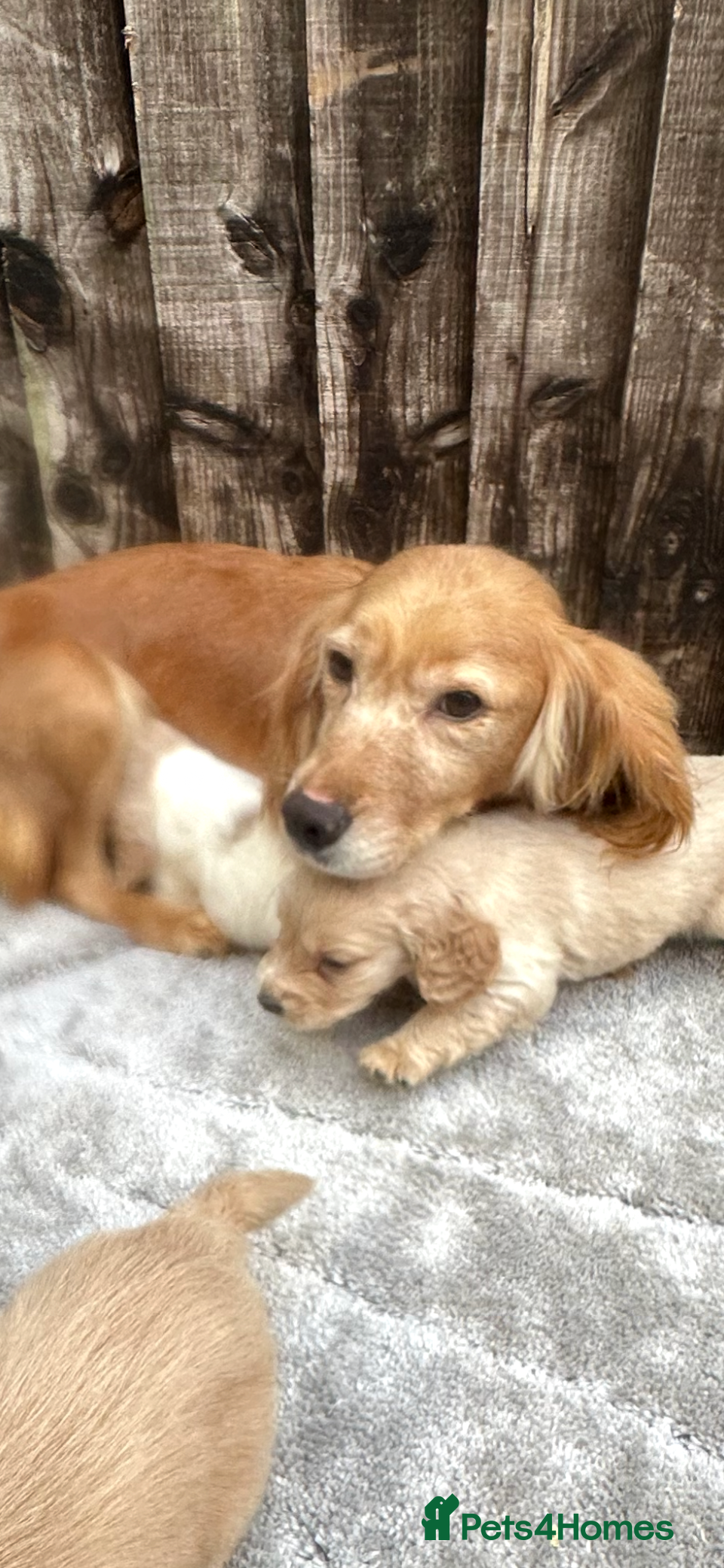 Cocker Spaniel dogs Cocker spaniels  - Advert 4