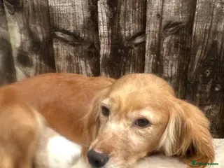 Cocker Spaniel dogs Cocker spaniels - Advert 4