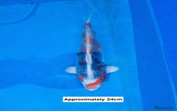 Koi Carp fish for sale: Variety of koi for sale  - Advert 8