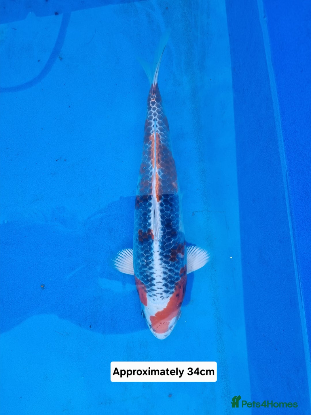 Koi Carp fish for sale: Variety of koi for sale  - Advert 8