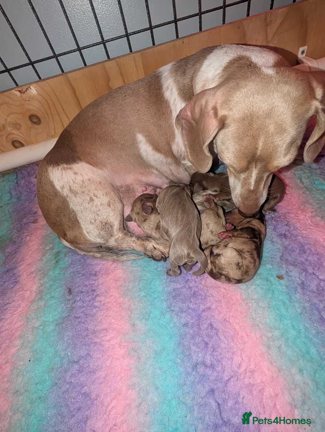Miniature Dachshund dogs for sale: 🐾 KC Registered Miniature Daachunds 🐾 - Advert 12