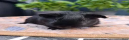 Guinea Pig rodents for sale: Swiss, Cali, Self Black & Smooth Baby Guinea Pigs - Advert 8