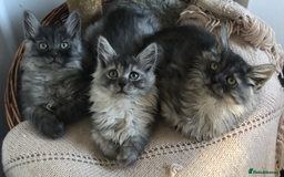Norwegian Forest Cat cats for sale: Norweigan Forest Kittens  - Image 1