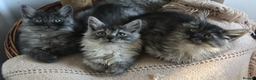 Norwegian Forest Cat cats for sale: Norweigan Forest Kittens  - Advert 1