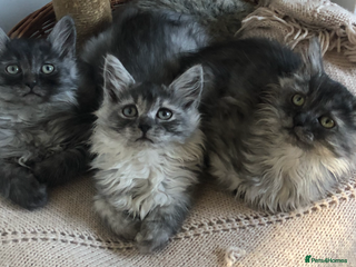 Norwegian Forest Cat cats - Advert 1