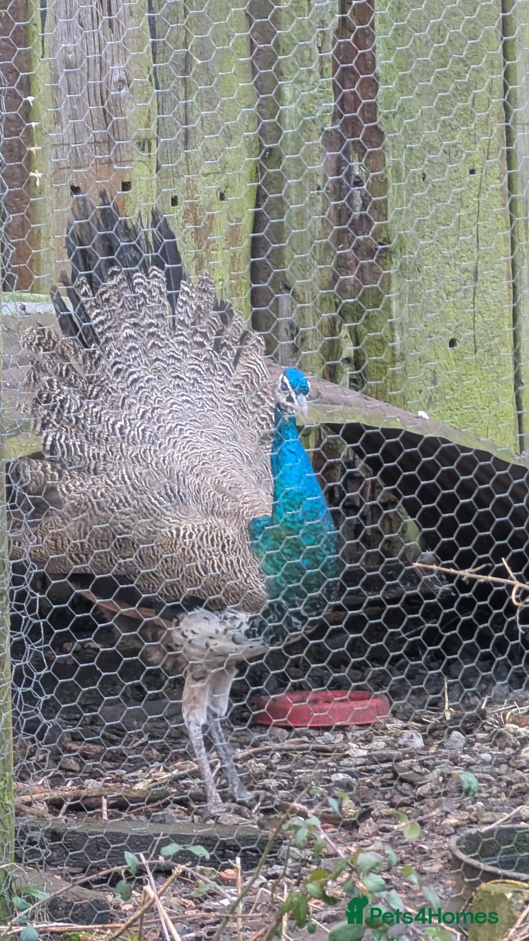Peafowl poultry for sale: Trio of Indian blue peafowl  - Advert 2