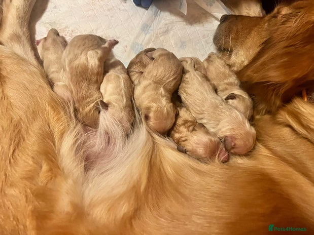 Golden Retriever dogs LITTLE BUNS - Advert 3