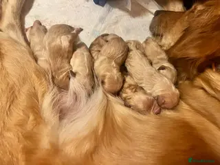 Golden Retriever dogs LITTLE BUNS - Advert 2