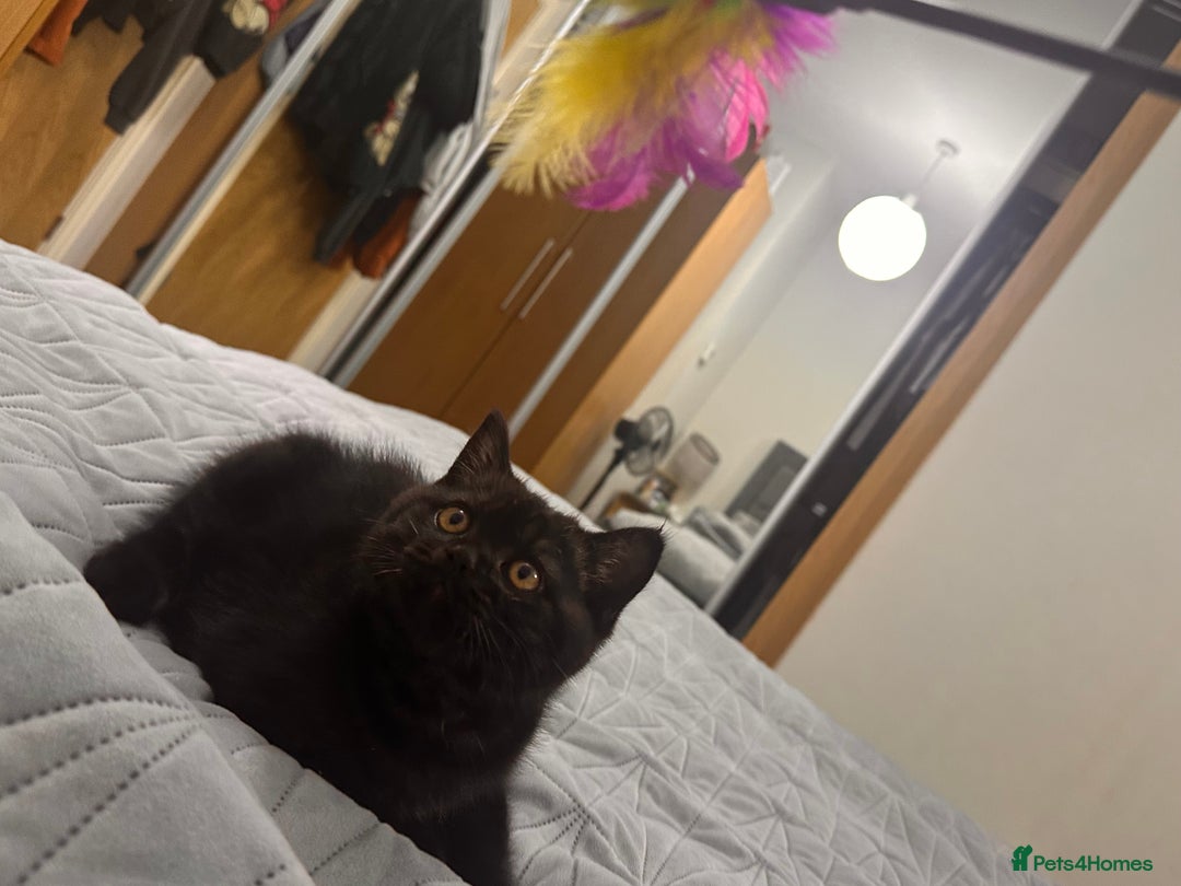 British Shorthair cats for sale: Take me home🏡, I need a loving family🙏❤️🥰🐈‍⬛ - Image 2