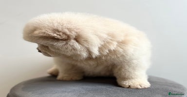 Chow Chow dogs - Advert 13