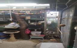 Budgerigars birds for sale: !!! YOUNG BUDGIES READY FOR REHOMING!!! - Image 2