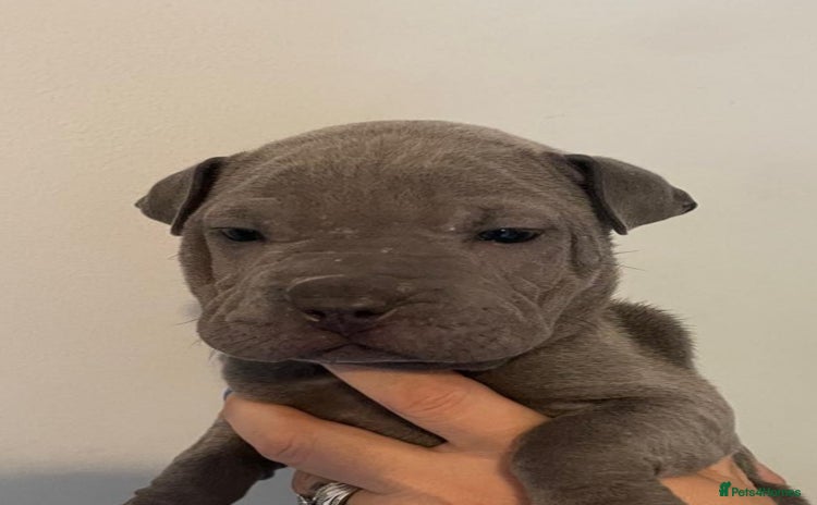 Staffordshire Bull Terrier dogs - Advert 13
