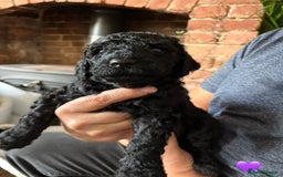 Labradoodle dogs for sale: Labradoodle Puppies 10 weeks 14 Nov 25 - Image 20