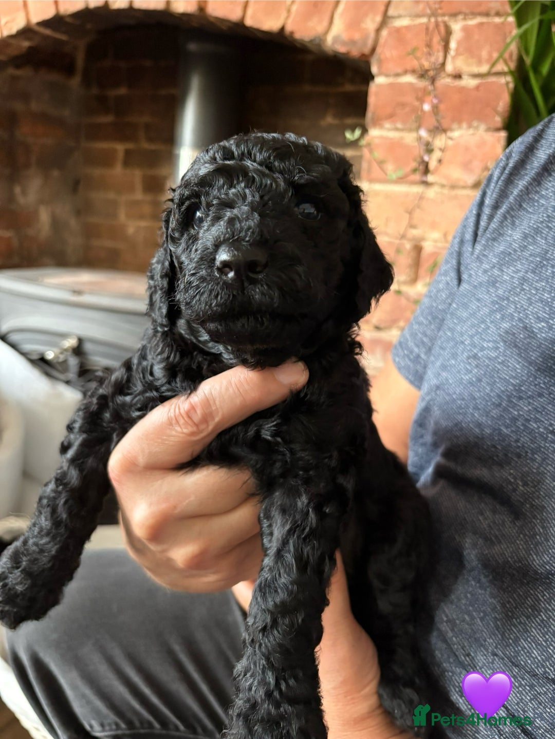 Labradoodle dogs for sale: Labradoodle Puppies 10 weeks 14 Nov 25 - Image 20