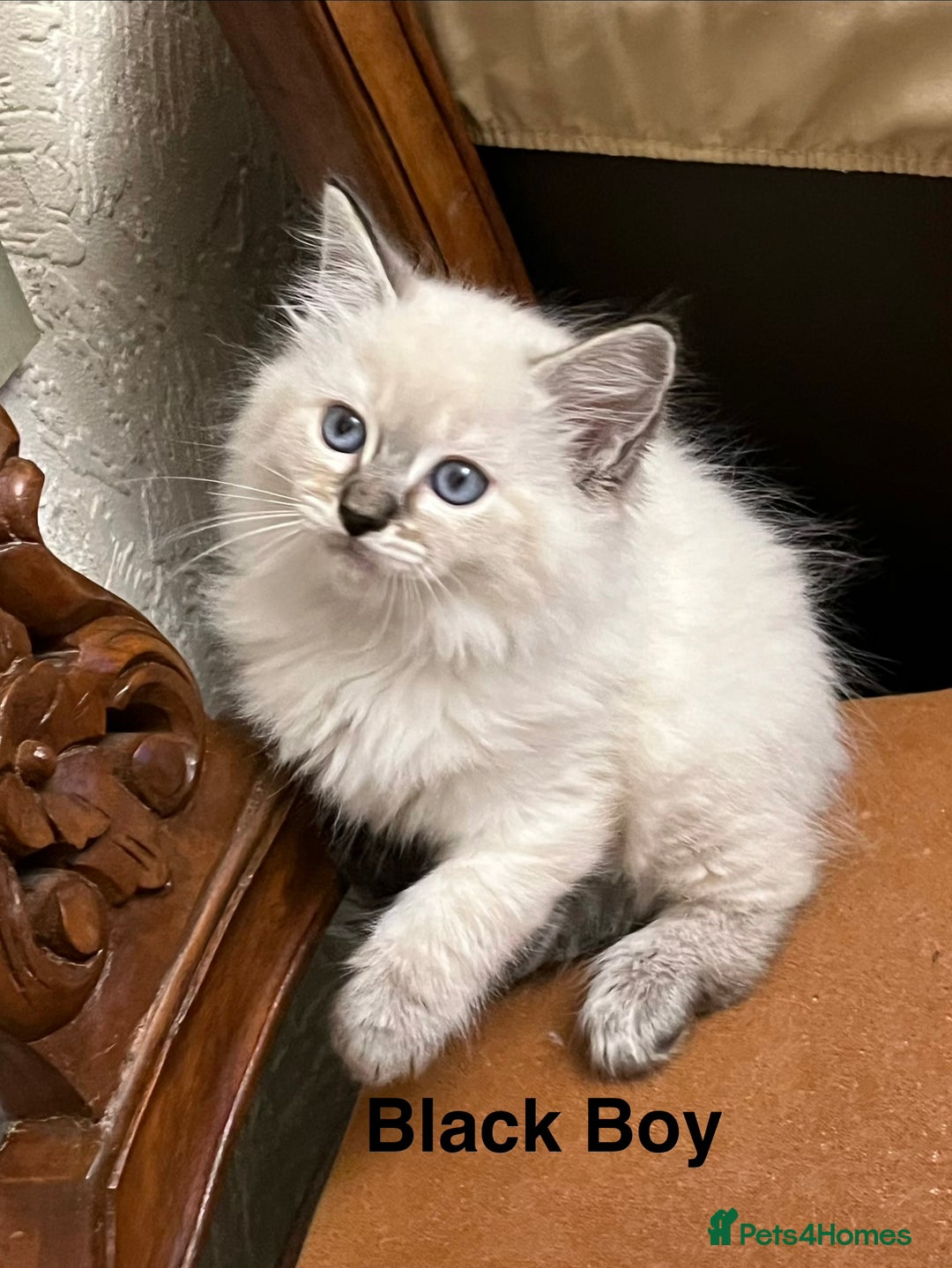 Ragdoll cats for sale: ❤️5 Beautiful Pure Ragdoll Kittens❗️❤️🐈 - Advert 17