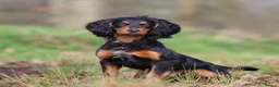 Cocker Spaniel dogs for sale: Working cocker spaniel puppies  in Godalming - Advert 3