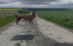 Llama livestock for sale: Llama-nade - Image 3