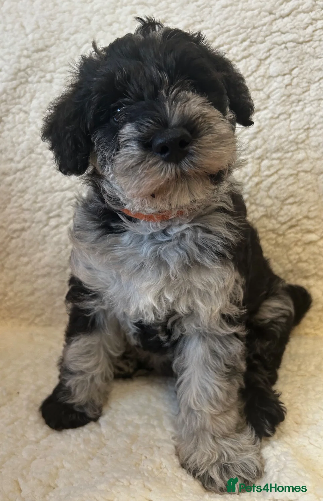 Schnoodle dogs for sale: Miniature F1 Schnoodles Puppies  - Advert 16
