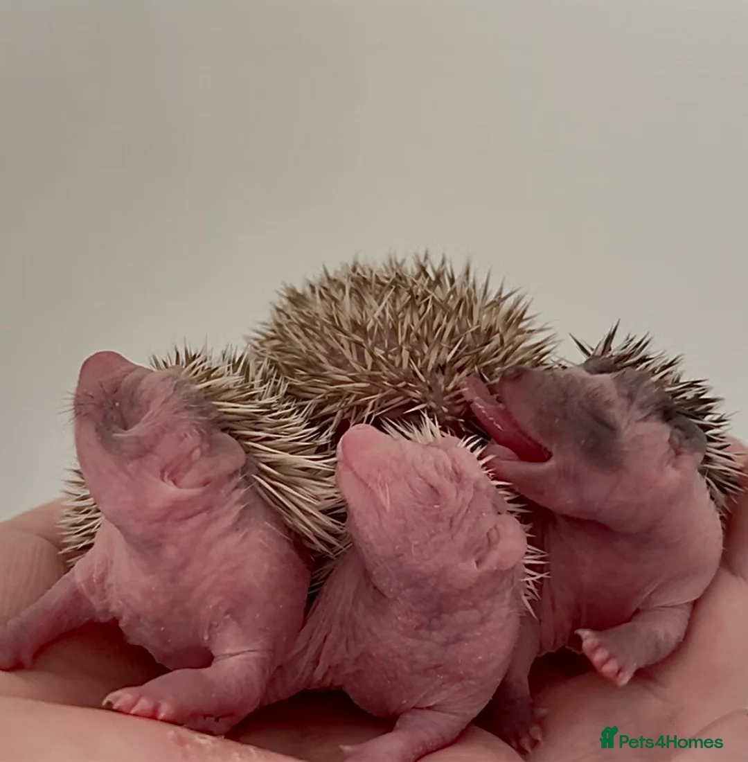 Pygmy Hedgehog rodents for sale: Girls Boys Ethically Bred African Pygmy Hedgehogs - Advert 13