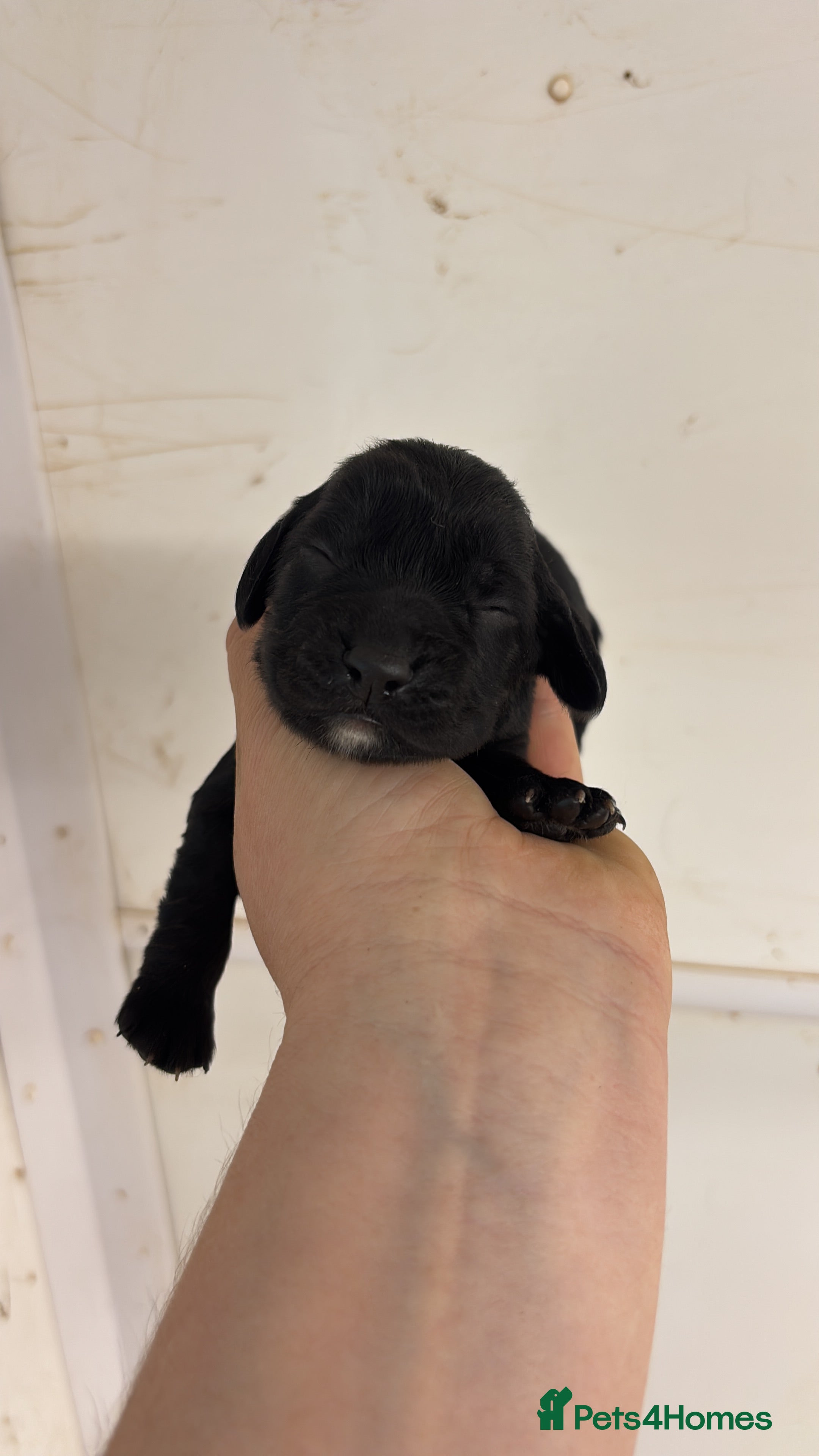 Sprocker dogs Sprocker Spaniel Puppies  - Advert 2