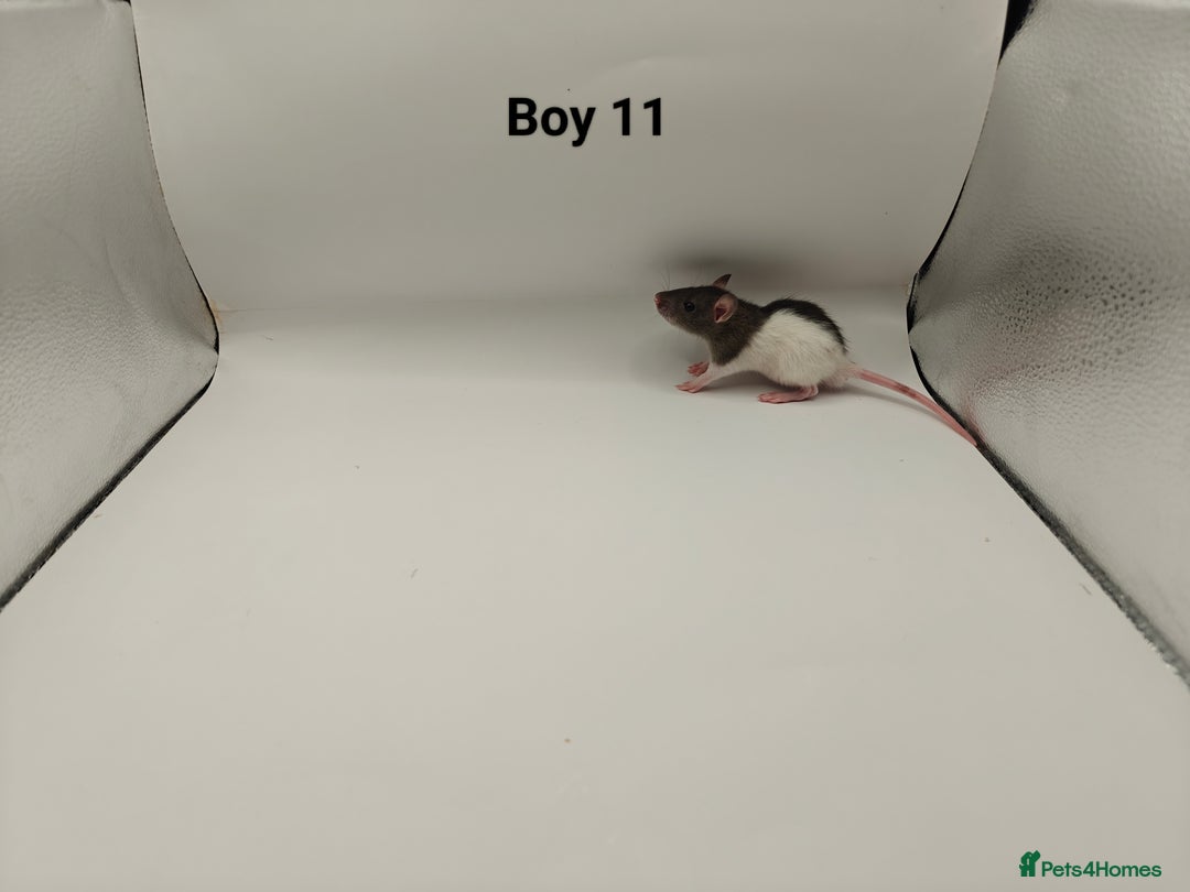 Rat rodents for sale: JAN: 27 Rats (21 Rats: 10 Boys & 11 Girls Left) - Advert 12