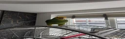 Parrots birds for sale: Double yellow crown Amazon  in Blackburn - Advert 4