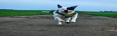 Buddy