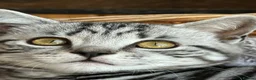 British Shorthair cats for sale: Pedigree British Shorthair Silver Tabby kittens - Advert 7