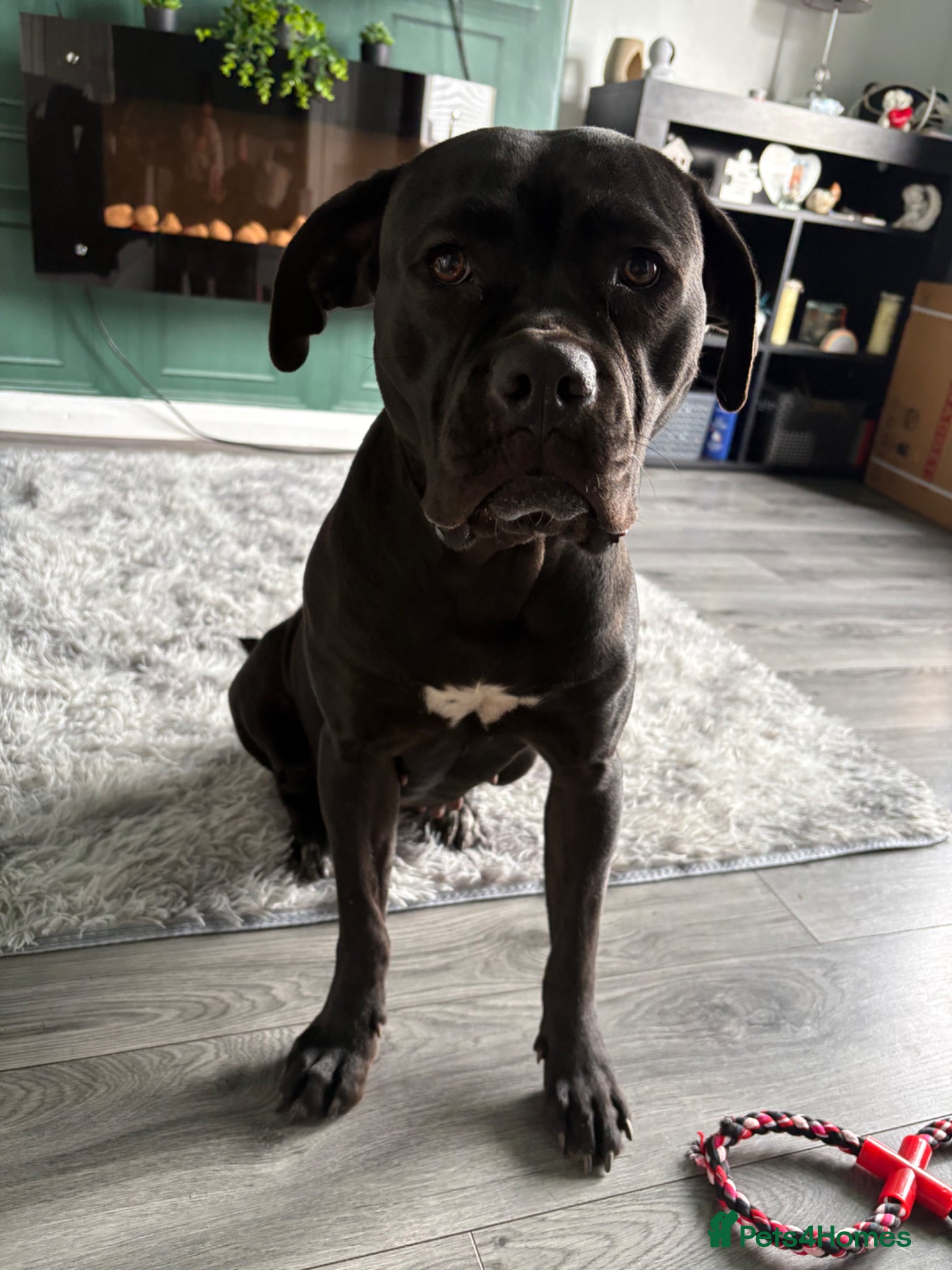 Mixed Breed dogs Female cane corso X - Advert 9