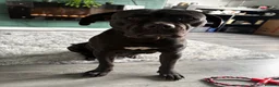 Mixed Breed dogs for sale: Female cane corso X - Advert 1