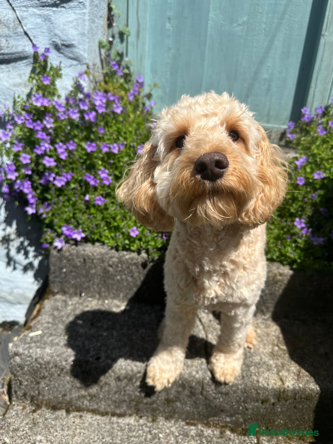 Cockapoo dogs for sale: 2 year old Cockapoo  - Image 6