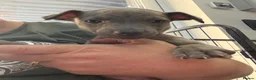 Whippet dogs for sale: Beautiful Blue brindle whippets for sale  - Advert 21