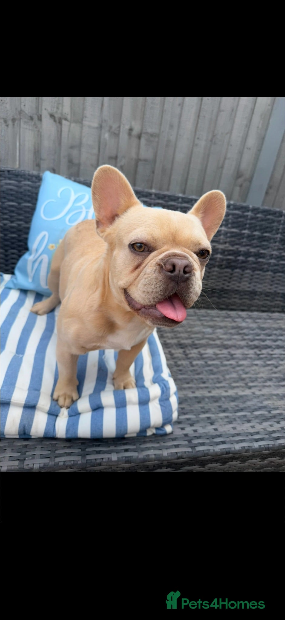 French Bulldog dogs French bulldog  - Advert 3