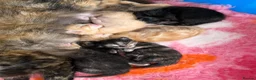 Maine Coon cats for sale: 5 mainecoon mix kittens  - Advert 7