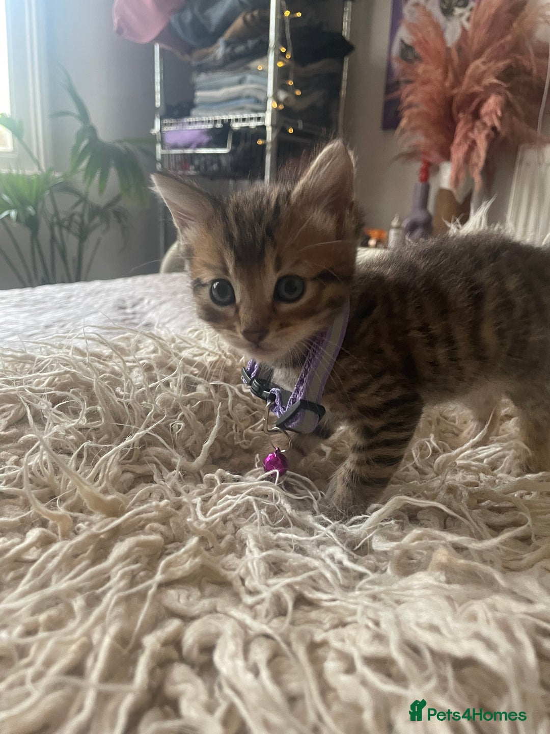Mixed Breed cats for sale: 7 Half Snow Bengal kittens - Image 17